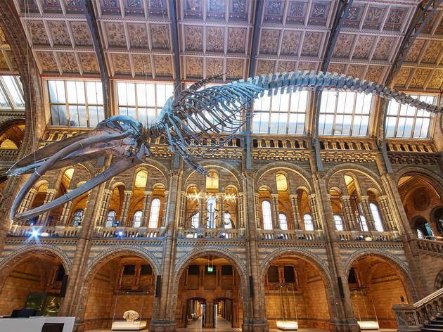 Tirocinio presso il Natural History Museum a Londra