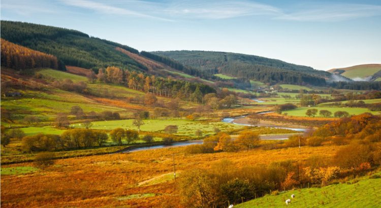 Training course “Trauma healing”