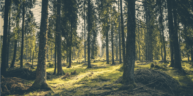 Un corso alla riscoperta di se stessi in Romania